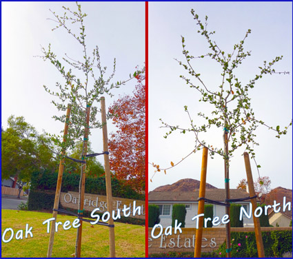 Our two new oak trees