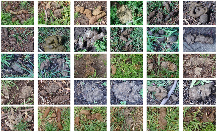 Dog poop piles 1 to 30