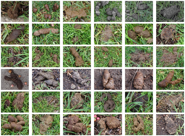 Dog poop piles 31 to 60