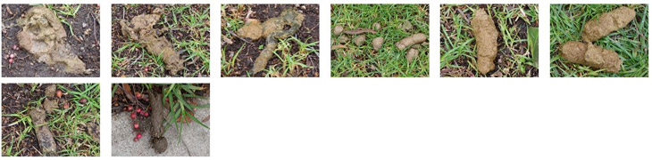 Dog poop piles 61 to 74